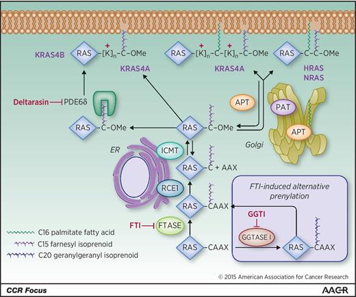 Figure 2. RAS trafficking pathway. Nascent RAS proteins leaving the polysome are rapidly modified by farnesyltransferase (FTase), which attaches a C15 farnesyl isoprenoid lipid to the cysteine of the CAAX motif. This provides them sufficient affinity for the endoplasmic reticulum (ER), where they are further modified by RAS-converting CAAX endopeptidase 1 (RCE1)-catalyzed proteolytic removal of the AAX residues, and by reversible isoprenylcysteine carboxylmethyltransferase (ICMT)-catalyzed carboxylmethylation of the now terminal farnesylated cysteine residue. By preventing the first and obligate step, FTIs prevent all three of these modifications. In the presence of FTIs, KRAS and NRAS are alternatively prenylated by geranylgeranyltransferase I (GGTase I), which attaches a C20 geranylgeranyl isoprenoid that allows the same subsequent processing steps. RAS trafficking to the inner leaflet of the plasma membrane (PM) requires a second membrane-targeting element that dictates the pathway it will take to the plasma membrane. NRAS and HRAS have one or two cysteine residues, respectively, that undergo reversible acylation by a Golgi-resident protein acyltransferase (PAT) to promote their trafficking to the plasma membrane. Rapid deacylation by an acyl protein thioesterase (APT1/2) frees them up to be re-acylated and trafficked back to the plasma membrane. The nonpalmitoylated pool of APT in the cytosol is the active form, and is in dynamic equilibrium with a palmitoylated pool on the Golgi. KRAS4B, which has no palmitoylatable cysteine but a stretch of 6 lysines (polybasic region) does not go to the Golgi but trafficks the more directly to the plasma membrane, where it binds by virtue of its electrostatic charge. KRAS4A, which has a hybrid motif of a palmitoylated cysteine and a bifurcated polybasic region, undergoes an intermediate form of trafficking. PDE6δ recognizes the farnesyl isoprenoid and solubilizes nonpalmitoylated RAS proteins from any compartment, thereby promoting their availability for restoration to the plasma membrane; deltarasin blocks this interaction. Not pictured: other chaperone proteins that guide the lipidated RAS proteins between and within membrane regions. Each enzyme depicted has been a target for drug discovery.