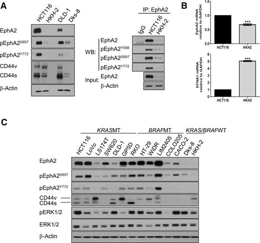 Figure 1. EphA2 is highly expressed in KRASMT colorectal cancer cells. A, left, EphA2 expression and phosphorylation levels and CD44 expression in HCT116, HKH-2, DLD-1, and Dks-8 cells. Right, lysates from HCT116 and HKH-2 cells were immunoprecipitated (IP) with anti-EphA2 antibody and then immunoblotted (WB) for EphA2, pEphA2Y588, pEphA2S897, and pEphA2Y772. B, Q-PCR analysis of EphA2 and EFNA1 in HCT116 and HKH-2 cells. Relative mRNA expression was calculated using the DDCt method with normalization to GAPDH. Error bars, mean ± SD of triplicate values from one of 3 independent experiments. C, EphA2, CD44, pERK1/2, and ERK1/2 levels in panel KRASMT, BRAFMT, and KRAS/BRAFWT colorectal cancer cells.