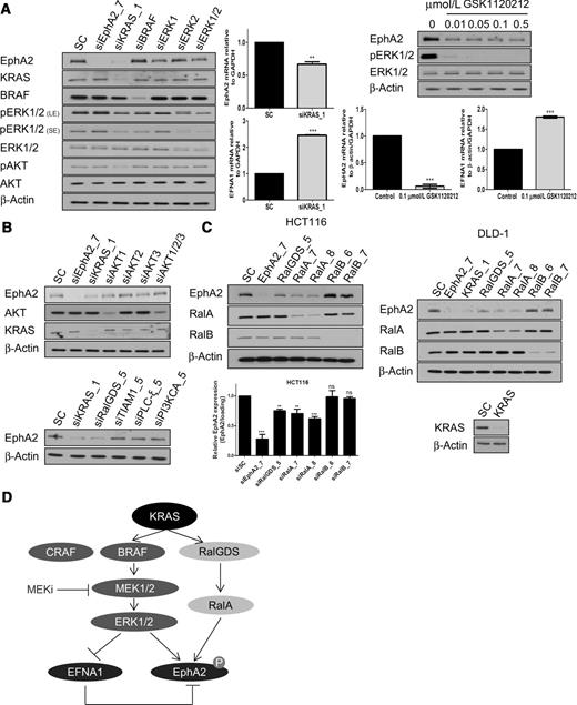 Figure 2. KRAS and downstream effectors MEK1/2 and RalGDS regulate EphA2 expression. A, left, HCT116 cells were transfected with 10 nmol/L SC or 10 nmol/L EphA2, KRAS, BRAF, ERK1, ERK2, or ERK1/ERK2 siRNA for 24 hours and levels of EphA2, KRAS, BRAF, pERK1/2, ERK1/2, pAKT, and AKT determined (LE, long exposure; SE, short exposure). Middle, HCT116 cells were transfected with 10 nmol/L SC or 10 nmol/L KRAS siRNA for 24 hours, levels of EphA2 and EFNA1 were determined by real-time PCR. Right upper, HCT116 cells were treated with GSK1120212 for 12 hours, and EphA2, pERK1/2, and ERK1/2 levels determined by WB. Right lower, HCT116 cells were treated with GSK1120212 for 12 hours, and EphA2 and EFNA1 mRNA levels determined by real-time PCR. B, top, HCT116 cells were transfected with 10 nmol/L SC or 10 nmol/L EphA2, KRAS, AKT1, AKT2, AKT3, or AKT1/2/3 siRNA for 24 hours. EphA2, KRAS, pAKT, and AKT levels were determined by WB. Bottom, expression levels of EphA2 in HCT116 cells following transfection with 10 nmol/L SC or 10 nmol/L KRAS, RalGDS, TIAM1, PLCϵ, or PI3KCA siRNA for 24 hours. C, left, HCT116 cells were transfected with 10 nmol/L SC or 10 nmol/L EphA2, RalGDS, RalA, or RalB siRNA for 24 hours, levels of EphA2 determined by WB and real-time PCR. Right, expression levels of EphA2 in DLD-1 cells following transfection with 10 nmol/L SC or 10 nmol/L EphA2, KRAS, RalGDS, RalA, or RalB siRNA for 24 hours. D, schematic overview of pathways regulating EphA2/EFNA1 expression in KRASMT CRC. Error bars, mean ± SD of triplicate values from one of 3 independent experiments.