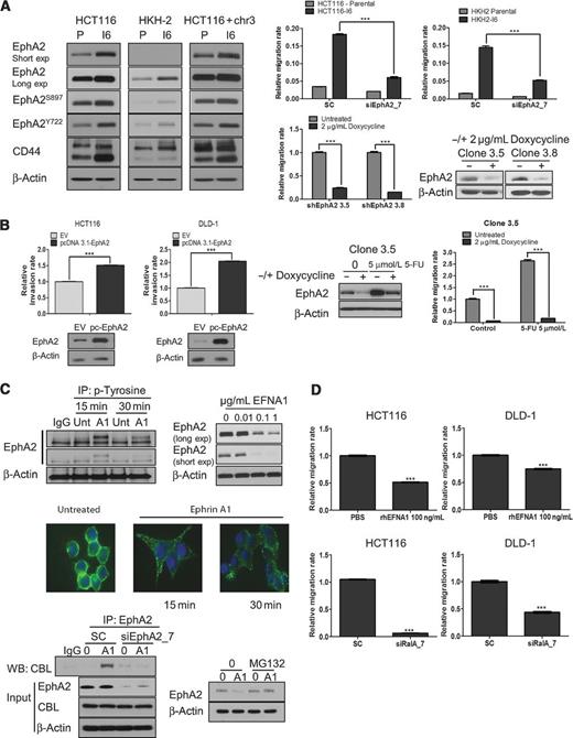 Figure 3. EphA2i reduces migration in KRASMT CRC cells. A, left, EphA2, EphA2S897, EphA2Y722, and CD44 levels in parental (P) and invasive CRC sublines (I6). Upper right, migration of parental and invasive (I6) cells, transfected with 10 nmol/L SC or 10 nmol/L EphA2 siRNA. Lower right, migration of HCT116 cells stably transfected with the EphA2 lentiviral pTRIPZ vector system in the absence and presence of doxycycline for 24 hours. shEphA2 3.5 and 3.8 denote different clones. EphA2 expression was determined by WB. B, left, CRC cells were transiently transfected with EV (PCDNA 3.1) or EphA2 expression construct for 24 hours, and invasion rates determined using the xCELLigence system. EpHA2 levels were determined by WB. Right, migration of HCT116 cells stably transfected with the EphA2 lentiviral pTRIPZ vector system in the absence and presence of doxycycline for 72 hours and treated with 5-FU. EphA2 expression was determined by WB. C, left upper, lysates from HCT116 cells treated with vehicle or rhEFNA1 were immunoprecipitated (IP) with anti–phospho-tyrosine antibody and then immunoblotted (WB) for EphA2. Right upper, HCT116 cells were treated with rhEFNA1 for 24 hours and EphA2 expression measured by WB. Middle, HCT116 cells were treated with 0.1 μg/mL rhEFNA1 for the indicated time. Immunofluorescent images with green staining EphA2 and DAPI staining (blue) indicating nuclei. Lower left, HCT116 cells were transfected with 10 nmol/L SC or 10 nmol/L EphA2 siRNA for 12 hours, followed by stimulation with 0.1 μg/mL rhEFNA1 (A1) for 15 minutes. Lysates were immunoprecipitated with anti-EphA2 antibody and then immunoblotted (WB) for CBL. Protein expression of EphA2 and CBL was also analyzed. Lower right, HCT116 cells were treated with 0.1 μmol/L MG132 for 1 hour, followed by stimulation with 100 ng/mL rhEFNA1 (A1) for 1 hour and EphA2 expression levels determined. D, migration of colorectal cancer cells, incubated with 100 ng/mL rhEFNA1 for 24 hours or transfected with 10 nmol/L SC or 10 nmol/L RalA siRNA. Error bars represent mean ± SD of quadruplicate values from one of 3 independent experiments.