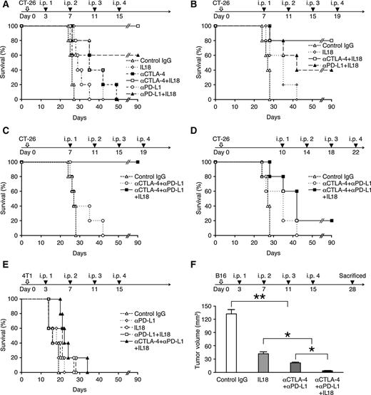 Figure 1. Effect of IL18 on the survival rate of preimplanted mice receiving αCTLA-4 and/or αPD-L1. BALB/c mice were intraperitoneally (i.p.) implanted with 5 × 104 CT-26 cells on day 0, isotype-matched IgG 100 μg, αCTLA-4 100 μg, αPD-L1 200 μg, IL18 2 μg alone or in various combinations in 250 μL of PBS were intraperitoneally administered on days 3, 7, 11, and 15 (A) or days 7, 11, 15, and 19 (B) following CT-26 inoculation. Isotype-matched IgG 100 μg, αCTLA-4 100 μg, αPD-L1 100 μg alone or combined with IL18 2 μg in 250 μL of PBS were administered on days 7, 11, 15, and 19 (C) or days 10, 14, 18, and 22 (D) following CT-26 inoculation. BALB/c mice were intraperitoneally implanted with 5 × 104 4T1 cells on day 0, isotype-matched IgG 100 μg, αCTLA-4 100 μg, αPD-L1 200 μg, IL18 2 μg alone or in various combinations in 250 μL of PBS which were intraperitoneally administered on days 3, 7, 11, and 15 (E) following 4T1 inoculation. Each group included 5 mice and survival rate of mice was monitored by day 90, Kaplan–Meier plots followed by log-rank P < 0.005 (A–C), P < 0.05 (D), P = 0.088 (E). C57BL/6J mice were intravenously injected with 2 × 105 B16/F10 cells, isotype-matched IgG 100 μg, αCTLA-4 100 μg, αPD-L1 100 μg, and IL18 2 μg in different combinations in 250 μL of PBS which were intraperitoneally administered on days 3, 7, 11, and 15 following B16/F10 inoculation. Each group included 5 mice and tumor volume was measured on day 28. Error bars represent mean ± SD; one-way ANOVA with corresponding Tukey multiple comparison test; *, P < 0.05; **, P < 0.005 (F). Representative results of four independent experiments are shown (A–F).