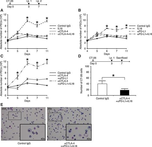 Figure 2. Accumulation of PECs after immune checkpoint blockade therapy combined with IL18. BALB/c mice were intraperitoneally (i.p.) injected with 5 × 104 CT-26 cells in 250 μL of PBS on day 0, isotype-matched IgG 100 μg, αCTLA-4 100 μg, αPD-L1 2 μg, IL18 2 μg alone or in various combinations in 250 μL of PBS which were intraperitoneally administered on days 3 and 7 following CT-26 inoculation (A–C). Each group included 5 mice and PECs were harvested and viable cells were counted on days 4, 5, 6, 7, and 11. Error bars represent mean ± SD; one-way ANOVA with corresponding Tukey multiple comparison test; *, P < 0.05 (A–C). Representative results of four independent experiments are shown (A–C). Isotype-matched IgG or αCTLA-4 plus αPD-L1 and IL18 were intraperitoneally administered into the tumor preimplanted mice 3 days following CT-26 inoculation. Each group included 5 mice and PECs were harvested and stained by Giemsa staining buffer, CT-26 cells number was counted on day 7 (D). Images are displayed at 20× or 40× magnification (E) and are representative of three independent experiments. Error bars represent mean ± SD; two-tailed Student t test; *, P < 0.05 (D).