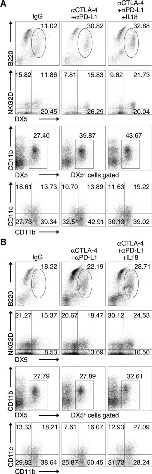 Figure 3. Phenotypic analyses of NK cells in PECs derived from CT-26 preimplanted mice receiving immune checkpoint blocking mAbs and IL18. BALB/c mice were intraperitoneally (i.p.) injected with 5 × 104 CT-26 cells in 250 μL of PBS on day 0. Isotype-matched IgG 100 μg, or αCTLA-4 100 μg, αPD-L1 100 μg, with or without IL18 2 μg in 250 μL of PBS were intraperitoneally administered 3 days following CT-26 inoculation. Four days later, PECs were harvested and examined for DX5 (CD49b), B220 (CD45R) using a flow cytometer. TCR-β− fractions in the PECs were gated and further examined for NKG2D (CD314) or CD11b (Mac-1) and CD11c expression (A). Similarly, PECs prepared 8 days after administration of mAbs and IL18 were analyzed by flow cytometry (B). Similar dot plots displays are representative of three independent experiments (n = 3; A and B).