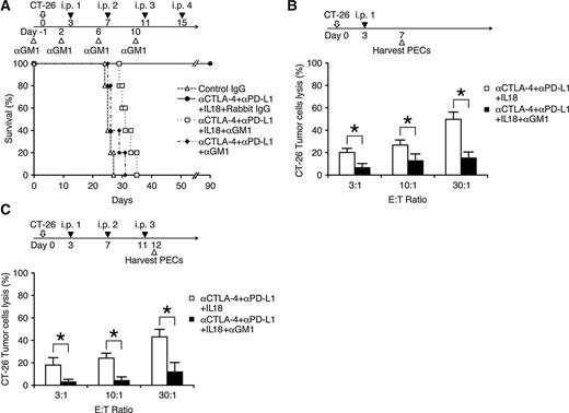Figure 5. Critical role of pre-mNK cells in the therapeutic effect of immune checkpoint blockade and IL18. BALB/c mice were injected with control rabbit IgG 50 μg or 50 μL αGM1 in 250 μL of PBS on days −1, 2, 6 and 10, 5 × 104 CT-26 cells in 250 μL of PBS on day 0, isotype-matched IgG 100 μg, αCTLA-4 100 μg plus αPD-L1 100 μg, or combined with IL18 2 μg in 250 μL of PBS on days 3, 7, 11, and 15. Each group included 5 mice and survival rate of mice was monitored by day 90, Kaplan–Meier plots followed by log-rank P < 0.005. A representative result of four independent experiments is shown (A). As shown in A, CT-26 preimplanted mice were administered with αGM1, αCTLA-4, αPD-L1, and IL18. PECs were harvested and examined on day 7 (B) or day 12 (C) for cytotoxic activity against CT-26 cells at effector/target ratios of 3:1, 10:1, and 30:1 in decuplicate. Error bars represent mean ± SD; two-tailed Student t test; *, P < 0.05. Representative results of three independent experiments are shown (B and C).