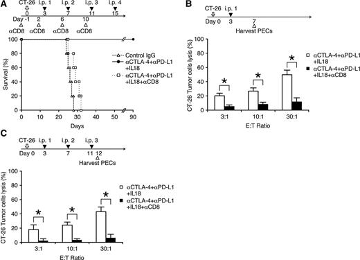 Figure 6. Critical role of CD8+ T cells in the therapeutic effect of immune checkpoint blockade and IL18. BALB/c mice were injected with αCD8 100 μg in 250 μL of PBS on days −1, 2, 6 and 10, 5 × 104 CT-26 cells in 250 μL of PBS on day 0, isotype-matched IgG 100 μg, αCTLA-4 100 μg plus αPD-L1 100 μg and IL18 2 μg in 250 μL of PBS on days 3, 7, 11, and 15. Each group included 5 mice and survival rate of mice was monitored by day 90, Kaplan–Meier plots followed by log-rank P < 0.005. A representative result of four independent experiments is shown (A). Similar to A, CT-26 preimplanted mice were administered with αCD8, αCTLA-4, αPD-L1, and IL18. PECs were harvested and examined on day 7 (B) or day 12 (C) for cytotoxic activity against CT-26 cells at effector/target ratios of 3:1, 10:1, and 30:1 in decuplicate. Error bars represent mean ± SD; two-tailed Student t test; *, P < 0.05. Representative results of three independent experiments are shown (B and C).