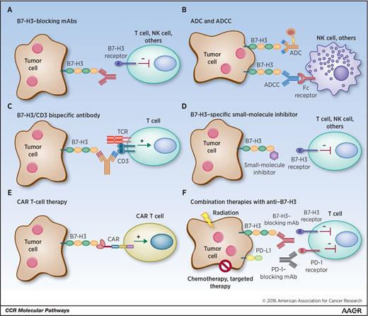 Figure 1. Human cancer immunotherapy strategies targeting B7-H3 A, blockade of B7-H3 with blocking mAbs neutralizes inhibitory signaling in its unidentified receptor(s) in T cells, NK cells, and other immune cells enabling effector function. B, B7-H3–specific ADCC initiated by Fc receptor engagement of NK cells and other immune cells induces death of tumor cells. ADCs bind to B7-H3 expressed by tumor cells and are internalized and generate cytotoxicity to tumor cells. C, CD3/B7-H3–bispecific antibodies bind to tumor-expressed B7-H3 and crosslink the CD3 portion of the TCR complex, activating T cells in the tumor microenvironment for tumor cell death. D, small-molecule inhibitors may bind to specific regions of B7-H3, such as the FG loop of the IgV domain, inhibiting the ligand–receptor interaction between tumor cells and immune cells, thus blocking receptor signaling and restoring effector function of immune cells. E, engineered CAR T cells recognize membrane B7-H3 and directly kill tumor cells. F, blocking mAbs against B7-H3 in combination with radiation, chemotherapy, targeted therapy, or other immune checkpoint inhibitors synergize to generate more effective antitumor immune responses.