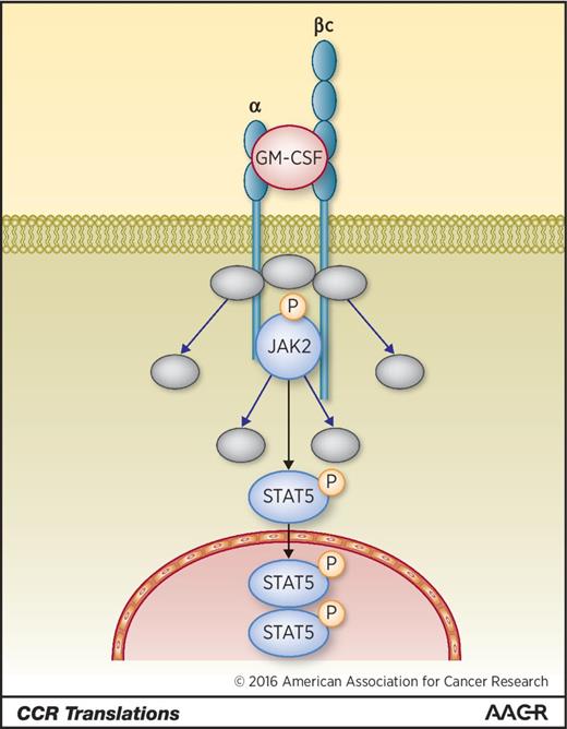 Figure 1. The GM-CSF/JAK2/STAT5 pathway. GM-CSF receptor (also known as CD116) is made of a specific α chain subunit (α) encoded by CSFR2A gene and a common β chain (βc) shared with IL3 and IL5 receptors. The GM-CSF hematopoietic growth factor induces the formation of the heterodimeric receptor. In turn, JAK2 is recruited and phosphorylated, which activates several STAT pathways, including STAT5, whose phosphorylation (P) is used in this study as a read-out of the response to GM-CSF. Upon JAK2 activation, the βc chain becomes phosphorylated and recruits adaptor molecules, leading to the activation of other signaling pathways (gray ovals).