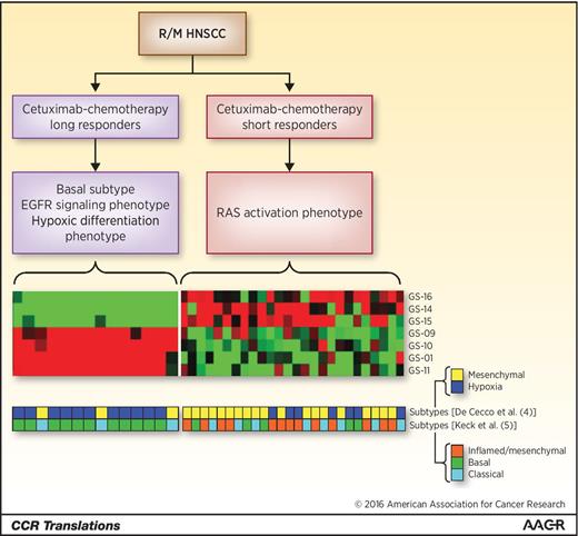 Figure 1. GEPs differ between long responders versus short responders in HNSCC patients treated with cetuximab-chemotherapy. Heatmap of the ssGSEA pathway enrichment scores for seven selected pathways. Each column represents a sample; each row represents a gene signature. Color code: red, high enrichment; green, low enrichment. GS-01, ectoderm development; GS-09, multiorganism process; GS-10, EGFR signaling pathway; GS-11, cellular protein catabolic process; GS-14, muscle development; GS-15, regulation of muscle contraction; GS-16, di-/tri-valent inorganic cation transport. The bar below the heatmap represents the membership to mesenchymal (yellow), hypoxia (blue) subtypes (De Cecco et al.; ref. 4), and inflamed/mesenchymal (orange), basal (green), classical (light blue) subgroups (Keck et al.; ref. 5).