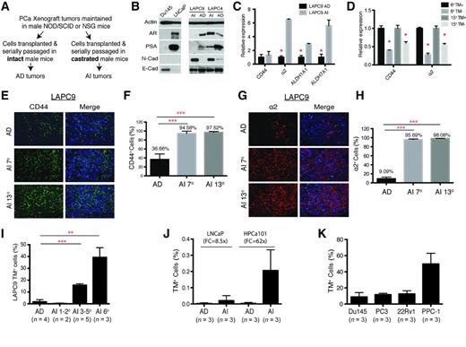 Figure 1. TM+ cells in AD and AI prostate cancer models. A, strategies in establishing AD and AI prostate cancer lines. B, Western blot analysis of the molecules indicated in AD and AI LAPC9 and LAPC4 tumors. Du145 and LNCaP cells were used as controls. C, qRT-PCR analysis of mRNA levels for CD44, α2, ALDH1A1, and ALDH7A1 in LAPC9 AD and AI tumors. The relative transcript abundance was normalized to GAPDH levels. Error bars, mean ± SD. *, P < 0.05. D, qRT-PCR analysis of mRNA levels of CD44, α2 in sorted TM+ and isogenic TM− cells purified from 6° and 15° LAPC9 AI tumors. Bars, mean ± SD. *, P < 0.05. E–H, representative IF images of CD44 (E) and integrin α2 (G) staining in LAPC9 AD and serially passaged LAPC9 AI (e.g., 7° and 13°) tumors. Percentages of CD44+ (F) and α2+ (H) cells were characterized. Bars, mean ± SD. ***, P < 0.001. I, TM+ cells were enriched in serially passaged LAPC9 AI tumors. Bars, mean ± SD. **, P < 0.01; ***, P < 0.001. J, TM+ prostate cancer cells were increased in LNCaP and HPCa101 AI tumors. K, TM+ prostate cancer cells were abundant in long-term cultured AI prostate cancer lines.