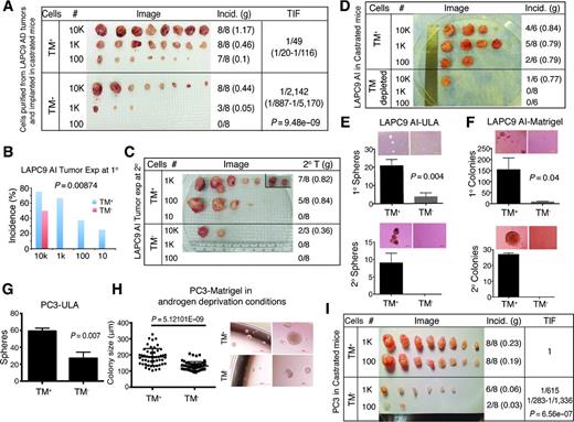 Figure 2. TM+ cells are intrinsically castration-resistant and can function as the cell-of-origin for CRPC. A, TM+ LAPC9 cells in AD tumors can preferentially regenerate tumors in castrated hosts. TM+ and TM− cells were purified from LAPC9 AD tumors and s.c. injected at increasing numbers in castrated male NSG mice. At the endpoint, tumor weight, incidence, and TIF were recorded. B, TM+ LAPC9 AI cells (i.e., the TM+ cells purified from AI tumors) are much more tumorigenic than TM− cells in fully castrated male NOD/SCID mice during primary (1°) tumor transplantation. The P value for TIF was indicated. C, TM+ LAPC9 AI cells can self-renew and maintain enhanced tumorigenic abilities in fully castrated male NOD/SCID mice during 2° tumor transplantation. TIF and its P value were listed in Table 1. D, TM+ LAPC9 AI cells also exhibit higher tumor-regenerating potential in castrated hosts than the corresponding TM-depleted cells. See TIF and its P value in Table 1. E–F, TM+ LAPC9 AI cells display high CSC activities in vitro. For sphere formation assays (E), sorted TM+ and TM− LAPC9 AI cells were plated in 6-well ULA plates (10k/well) and cultured for 2 weeks. The 1° spheres were harvested and passaged for 2° sphere assays (2k/well) in ULA plates, which were cultured for 3 weeks. For clonogenic assays (F), sorted TM+ and TM− cells were mixed with Matrigel, plated (5k/well) in 12-well plates and cultured for 3 weeks. The 1° colonies were passaged for 2° clonogenic assays (1k/well), and the 2° colonies were enumerated after 3 weeks. All assays were conducted in CDSS-containing IMDM medium. Error bars, mean ± SD. n = 3 for each condition. G and H, TM+ PC3 cells show high stem/progenitor activities in castrated culture conditions. For sphere assays (G), TM+ and TM− PC3 cells were plated (1k/well) in ULA plates for 2 weeks. Shown is the bar graph (mean ± SD; n = 3). For clonogenic assays (H), TM+ and TM− PC3 cells were mixed with Matrigel, plated (1k/well) in 12-well plates and cultured for 2 weeks. Sizes of colonies were measured. Both assays were performed in CDSS-containing PrEBM medium plus 10 μmol/L enzalutamide. I, TM+ PC3 cells are much more tumorigenic than TM− cells in castrated male NOD/SCID mice. TM+ and TM− cells were sorted from PC3 cultures and s.c. injected in castrated mice, at the cell doses indicated for tumor regeneration. Tumor weight, incidence, TIF, and P values are shown.