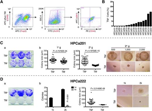 Figure 3. TM+ cells preexist in primary HPCA samples and manifest CSC traits in castrated conditions in vitro. A, FACS strategy to purify TM+ cells in primary patient samples. Bulk HPCA cells were first sorted as CD45−Trop2+ epithelial cells (30). ALDHhi HPCA cells were gated as per its negative control (DEAB; not shown), which were then sorted for CD44+ and α2β1+ cells based on respective isotype controls (not shown). Shown is a representative patient sample (HPCa134). B, the abundance of TM+ cells in 16 untreated primary HPCA samples. C, TM+ HPCa201 cells display high clonal (a), and clonogenic (b) capacities. For clonal assays (a), sorted cells were plated (1k/well) in PureCol-coated 6-well plates. Images were taken 10 days after plating. For clonogenic assays (b), sorted cells were mixed with Matrigel, plated at increasing doses (500, 1k, 2k/well) in 12-well plates, and cultured for 2 weeks. The 1° colonies were collected and passaged for 2° clonogenic assays (500, 1k, 2k/well). After 2 weeks, colony size was shown. Data, mean ± SD (n = 3). D, TM+ HPCa222 cells possess enhanced clonal (a) and clonogenic (b) capabilities compared with TM− cells. Experimental strategies and conditions were similar to C. Shown are bar graphs for colony number and size (mean ± SD; n = 3) and representative images. In both C and D, cells were cultured in a CDSS-containing medium plus 10 μmol/L enzalutamide. P values are indicated.