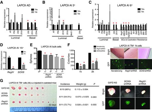 Figure 4. Further molecular and functional characterizations of TM+ cells. A–C, qRT-PCR analysis of differentiation, castration resistance, and stem cell–associated genes in purified TM+ and TM− cells from LAPC9 AD (A), AI 3° (B), and AI 6° (C) tumors. D, TM+ cells from LAPC9 AI tumors preferentially express RegIV and SOX9 genes. Shown is the bar graph (mean ± SD; n = 2; *, P < 0.05). E. RegIV and SOX9 knockdown in bulk LAPC9 AI (19)° tumor cells reduces sphere-forming capacities under androgen-deprived conditions. Bulk LAPC9 AI tumor cells were infected with two shRNAs, plated (10k/well) in 6-well ULA plates, and cultured in CDSS-containing IMDM medium plus 10 μmol/L enzalutamide. Spheres were counted in 2 weeks. Data, mean ± S.D from triplicate plating in each condition. *, P < 0.05; **, P < 0.01. F, RegIV and SOX9 knockdown in purified TM+ LAPC9 AI cells attenuates colony formation under castrated conditions. Purified TM+ cells from LAPC9 AI tumors (19°) were infected with the shRNAs targeting RegIV or SOX9, mixed with Matrigel, and plated at increasing doses (1k and 2k) in 12-well plate. Colonies were counted in 2 weeks. Shown are the bar graph (mean ± SD; n = 3; *, P < 0.05) and representative images. G, RegIV and SOX9 knockdown in TM+ LAPC9 AI cells inhibits CRPC growth. The TM+ cells purified from LAPC9 AI (19°) tumors were infected with the lentiviral vectors (MOI = 20, 72 hours) and s.c. injected in castrated male NOD/SCID mice. Tumor incidence, tumor weight, and P values are indicated. Right, the phase and GFP images of representative endpoint tumors.