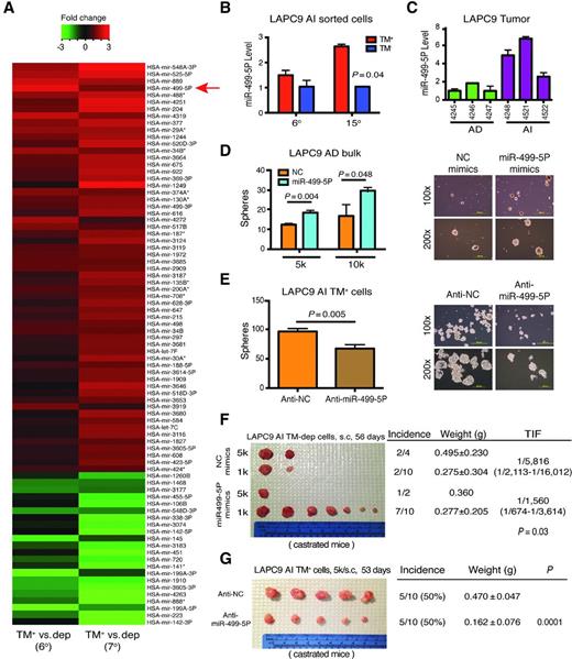 Figure 5. TM+ and TM− LAPC9 AI cells have distinct miRNA expression profiles. A, Wafergen SmartChip human miRNA array was performed using TM+ and TM-depleted (i.e., dep) cells that were purified from serially passaged LAPC9 AI (i.e., 6° and 7°) tumors. Differentially expressed miRNAs were selected based on P < 0.05. 59 miRNAs were significantly upregulated in TM+ cells, whereas 22 miRNAs were downregulated in TM+ cells. miR-499a-5P was highlighted by a red arrow. B, qRT-PCR validation of miR-499-5P expression in TM+ and TM− cells sorted from LAPC9 AI 6° and 15° tumors. C, LAPC9 AI tumors display higher miR-499-5P expression than LAPC9 AD tumors. Shown is the bar graph (mean ± SD; n = 3). D, miR-499-5P overexpression in LAPC9 AD bulk cells promotes their clonogenic activities in castrated conditions. Bulk LAPC9 AD cells were transfected with miR-499-5P and negative control (NC) mimic (30 nmol/L, 48 hours), plated in 6-well ULA plates and cultured in CDSS-containing IMDM medium plus 10 μmol/L enzalutamide. Spheres were counted in 2 weeks. E, miR-499-5P knockdown in LAPC9 AI TM+ cells impairs their clonogenicity under castrated culture conditions. TM+ cells purified from LAPC9 AI tumors were transfected with nontargeting negative control miRNA inhibitor (anti-negative control) or miR-499-5P inhibitor (anti-miR-499-5P) (20 nmol/L, 72 hours), plated in 6-well ULA plates and cultured for 2 weeks. CDSS-containing IMDM medium plus 10 μmol/L enzalutamide was used. The bar graph (mean ± SD; n = 3) and respective images are shown. F, overexpression of miR-499-5P in the TM-depleted LAPC9 AI cells promotes CRPC regeneration. The TM-depleted LAPC9 AI cells were purified from xenografts, transfected with the negative control or miR-499-5P oligos (30 nmol/L), and implanted, at two cell doses, s.c. in castrated male NOD/SCID mice. Tumors were harvested 56 days after implantation. The difference in TIF was statistically significant. G, overexpression of miR-499-5P antagomirs in the TM+ LAPC9 AI cells inhibits CRPC growth. The TM+ LAPC9 AI cells were purified from xenografts, transfected with the anti-negative control or anti-miR-499-5P oligos (30 nmol/L), and implanted s.c. in castrated male NOD/SCID mice. Tumors were harvested 53 days after implantation.