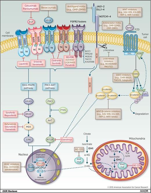 Figure 2. Current and potential targeted therapies in intrahepatic cholangiocarcinoma. Tyrosine kinase receptor signaling: several growth factor signaling pathways (i.e., EGF/EGFR) have been reported to be aberrantly activated in iCCA. The specify binding of growth factors results in oligomerization and autophosphorylation of their receptors, followed by signaling through the RAS–MAPK and PI3K–AKT effector cascades. FGFR2 fusions: The presence of fusion partners in the cytoplasmic domain of FGFR2 results in constitutively active receptors that induce signaling through downstream signaling pathways. NOTCH signaling: Binding of ligands on the surface of neighboring cells to the extracellular domain of NOTCH receptors (NOTCH-R) induces proteolytic cleavage of the receptor, releasing its intracellular domain (NICD), which then translocates to the nucleus and regulates expression of target genes. WNT/β-catenin signaling: activation of frizzled (FZD) receptors by WNT ligands triggers the displacement of the regulatory APC/Axin/GSK3-complex, accumulation of β-catenin and induction of target genes. IDH signaling: Mutated IDH enzymes acquire the capacity to synthesize 2-hydroxygluterate (2-HG) from α-ketoglutarate (α-KG). 2-HG alters the activity of α-KG–dependent dioxygenase enzymes involved in multiple cellular processes, including cell differentiation, survival, and DNA methylation. Molecular targeted therapies have also been highlighted; drugs currently assessed in phase II clinical trials (red) and those evaluated in early clinical trials or preclinical studies (brown) are shown.
