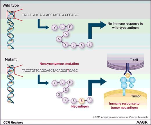 Figure 2. Generation of neoantigens. Wild-type antigens are recognized as “self” and do not generate an immune response. Nonsynonymous mutations may lead to an altered peptide sequence that is ultimately presented on MHC molecules. This altered peptide sequence, therefore, produces a new or “neoantigen,” which may then be recognized by the host immune system, leading to an antitumor immune response.