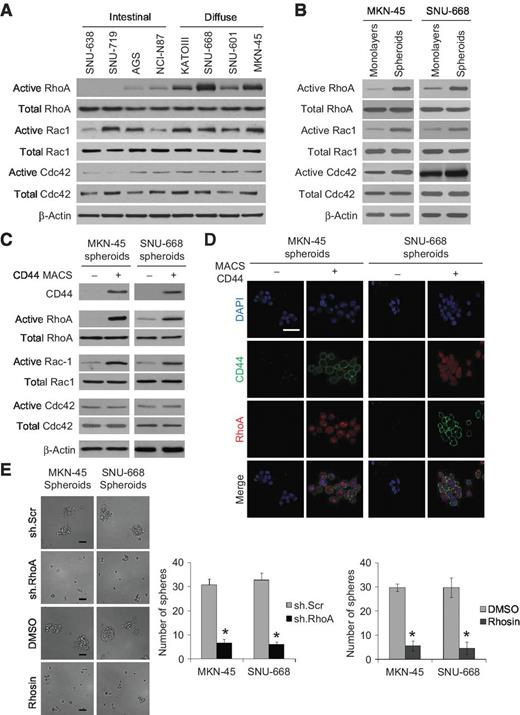 Figure 1. RhoA GTPases in gastric cancer cell lines. A, Western blot analysis demonstrating levels of active and total Rho GTPases RhoA, Rac1, and Cdc42 in diffuse and intestinal gastric cancer cell lines (A), in diffuse gastric cancer cell lines grown as monolayers or as spheroids (B), and in CD44(+) and CD44(−) fraction of diffuse gastric cancer spheroid cells (C). D, CD44 (green) and RhoA (red) immunofluorescence photos after diffuse gastric cancer cells were separated into CD44(+) and CD44 (−) fractions and then grown as spheroids; scale bar, 50 μm. E, spheroid formation assay following transduction of diffuse gastric cancer cell lines with RhoA shRNA (sh.RhoA) or scrambled shRNA (sh.Scr) or after treatment with Rhosin (a RhoA inhibitor) or carrier (DMSO); bars, SD; *, P < 0.05.