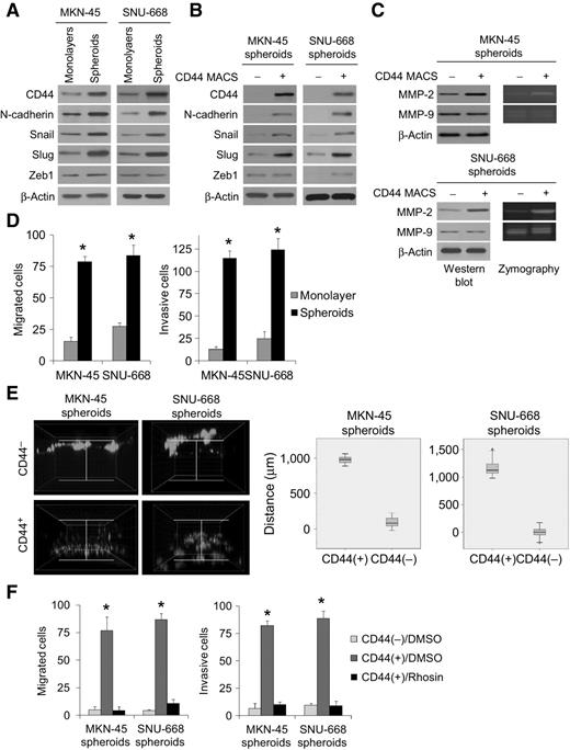 Figure 2. RhoA activity and EMT, invasion, and migration. Western blot analysis of CD44, the EMT-related protein N-cadherin, and the EMT transcription factors Snail, Slug, and Zeb1 in MKN-45 and SNU-668 cells grown as monolayers or as spheroids (A) and after separation of spheroid cells into CD44(+) and CD44(−) fractions (B). C, Western blot analysis and zymography for MMP-2 and MMP-9 for diffuse gastric cancer spheroid cells separated into CD44(+) and CD44(−) fractions. D, migration and invasion assay for MKN-45 and SNU-668 cells grown as monolayers or spheroids. E, 3D invasion assay with CD44(+) and CD44(−) spheroid cells. F. migration and invasion assay for diffuse gastric cancer spheroid cells separated into CD44(+) and CD44(−) fractions and treated with the RhoA inhibitor Rhosin or carrier (DMSO); bars, SD; *, P < 0.05.