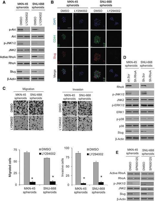 Figure 3. The PI3K–Akt pathway activates RhoA. A, Western blot analysis of MKN-45 and SNU-668 spheroid cells for Akt, RhoA, JNK, and Slug following treatment with the PI3K inhibitor LY294003 or carrier (DMSO). B, immunofluorescence images of MKN-45 and SNU-668 spheroids treated with the LY294002 or carrier (DMSO). C, photos and graphs of migration and invasion assays for MKN-45 and SNU-668 cells grown as spheroids and treated with the Akt inhibitor LY294002 or carrier (DMSO). D, Western blot analysis for JNK, ERK, p38, and Slug for MKN-45 and SNU-668 cells grown as spheroids and transduced with RhoA shRNA (sh.RhoA) or scrambled shRNA (sh.Scr). E, Western blot analysis for RhoA, JNK, and Slug after MKN-45 and SNU-668 cells were grown as spheroids and treated with the JNK inhibitor SP60015 or carrier (DMSO); bars, SD; *, P < 0.05.