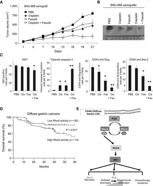 Figure 6. ROCK inhibition in SNU-668 xenografts; RhoA activity and survival in diffuse gastric cancer patients. A, tumor growth curves for SNU-668 xenografts treatment with cisplatin and/or fasudil. B, photos of representative tumor from each treatment group. C, graphs following immunohistochemical analysis of tumors for proliferation using Ki-67 and apoptosis using cleaved caspase-3 and immunofluorescence analysis for CD44 + Slug and CD44 + Sox-2. Cisplatin (Cis), Fasudil (Fas). D, Kaplan–Meier overall survival curves for patients undergoing surgical resection for diffuse gastric cancer stratified by low versus high RhoA activity in the primary tumor. E, diagram of the RhoA pathway in diffuse gastric cancer CSCs; bars, SD; *, P < 0.05 compared to control. **, P < 0.05 compared to all other groups.