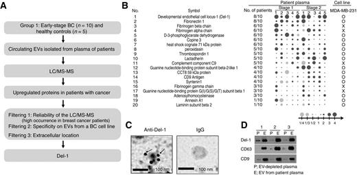 Figure 2. Identification of Del-1 on EVs as a biomarker candidate for early-stage breast cancer (BC) and characteristics of Del-1 protein. A, an overview of the process for identification of a biomarker of early-stage breast cancer. The EV tryptic peptides (5 μg) from each of 15 samples were analyzed three times by nano-UPLC MS/MS. A total of 846 nonredundant proteins were identified. Among differentially expressed proteins, 49 were upregulated and 74 were downregulated in patients with cancer. Seven upregulated proteins (Del-1, fibronectin 1, fibrinogen beta chain, fibrinogen alpha chain, D-3-phosphoglycerate dehydrogenase, copine 3, and heat shock cognate 71-kDa protein) were selected for further consideration because these proteins were detected with high occurrence in six or more of the 10 breast cancer patients. In addition, EVs derived from MDA-MB-231 cells, a representative breast cancer cell line, were analyzed by LC-MS/MS and compared with EV proteins from plasma. EV proteins that were common in the breast cancer cell line and plasma were determined. Finally, Del-1 proteins that are located extracellularly were selected because they can be easily be detected by appropriate antibodies. B, for identification of differentially expressed proteins in circulating EVs derived from control (n = 5) and patients with early-stage breast cancer (stages I and II; n = 10), the circulating EVs were analyzed for protein expression by nano-UPLC-MS/MS. A partial list of proteins upregulated in cancer patients is shown. The color and size of each dot indicate the extent of upregulation (red) and downregulation (green) of the listed protein in EVs from cancer patients compared with control patients. The number of patients (out of 10) with proteins upregulated greater than 2-fold is shown. In addition, proteins in EVs isolated from the breast cancer cell line MDA-MB-231 were analyzed by nano-UPLC-MS/MS. The presence of each protein in EVs derived from this cell line is indicated by an O. C, Immunogold labeling of EVs with an anti–Del-1 antibody. EVs were incubated with a primary anti–Del-1 antibody and then incubated with a secondary antibody conjugated to gold particles (9–11 nm). The grid was stained with 0.5% uranyl acetate and examined using transmission electron microscopy. Arrows indicate Del-1 proteins. Scale bar, 100 nm. D, Western blot analysis of EVs isolated from plasma and EV-depleted plasma. Plasma EVs (E) from each patient (n = 3) were isolated by ultracentrifugation then separated from the EV-depleted plasma fraction (P). Each fraction was run on SDS-PAGE and analyzed by immunoblotting using anti–Del-1, anti-CD63, anti-CD9 antibodies. Del-1 protein was mainly detected in the EV fraction, which was verified using the CD63 protein, a representative exosomal marker. The blots shown are representative of three replicates.