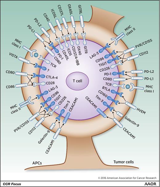 Reversing T-cell Dysfunction and Exhaustion in Cancer | Clinical Cancer ...