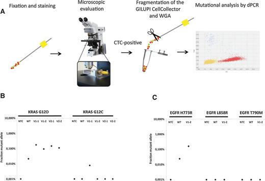 Figure 5. Mutational analysis of the KRAS and EGFR genes in captured CTCs. A, cells isolated with the CellCollector were analyzed microscopically by means of immunofluorescence staining according to the staining procedure in the clinical setup. The wire was fragmented and subjected to WGA. Patient material examined by dPCR, CTC count, and primary tumor mutation status (NTC = none template control, WT = wild-type, and V = visit). B, amplified gDNA of patient 13 was analyzed by dPCR for the known primary tumor mutation KRAS G12D and KRAS G12C as specificity control. C, amplified gDNA of patient 47 was analyzed by dPCR for the known primary tumor mutation EGFR H773R and the other EGFR mutations L858R and T790M to control for specificity.