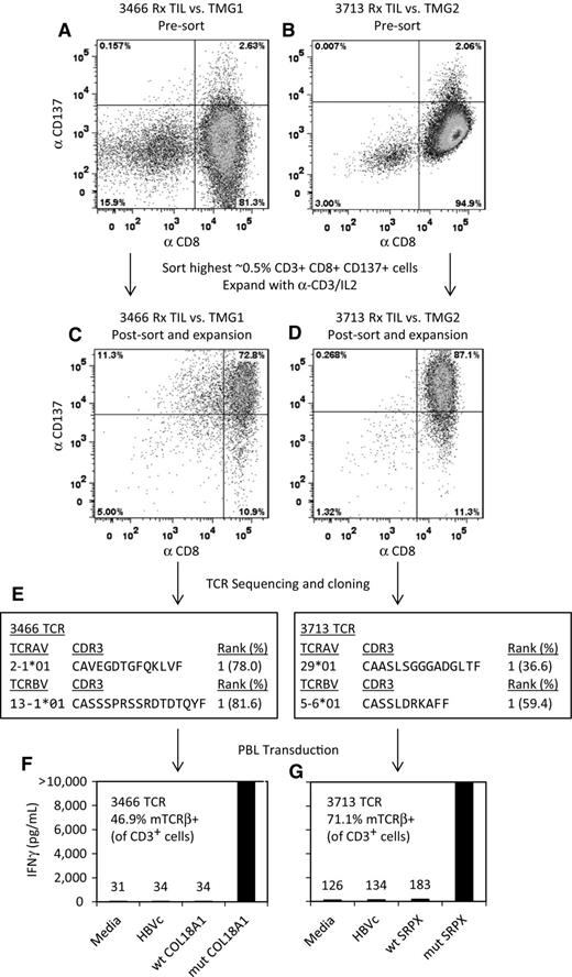 Figure 1. Isolation of mutation reactive TCRs from TILs based on CD137 expression after in vitro stimulation. A and B, Treatment TIL from patients 3466 (A) and 3713 (B) were cocultured overnight with autologous DCs electroporated with IVT RNAs encoding TMG constructs previously identified as being recognized: TMG1 (containing mutated COL18A1) for patient 3466 and TMG2 (containing mutated SRPX) for patient 3713. CD3+ CD8+ CD137+ cells were sorted by FACS and expanded in vitro. C and D, The resulting T-cell populations were cocultured overnight with autologous DCs electroporated with IVT RNAs encoding the TMGs, and CD137 expression on CD3+CD8+ T cells was evaluated by FACS. E, TCR sequences in cDNA from the enriched populations were determined by 5′ RACE. F and G, TCRs were cloned into MSGV1 retroviral vectors and used to transduce autologous PBL. Transduction efficiencies were measured by staining cells with an anti-murine TCRβ-constant region antibody. As both the mutated COL18A1 and SRPX epitopes were previously identified as being HLA-A*0201 restricted, the transduced T-cell populations were evaluated for recognition of peptide-pulsed T2 cells based on IFNγ secretion.