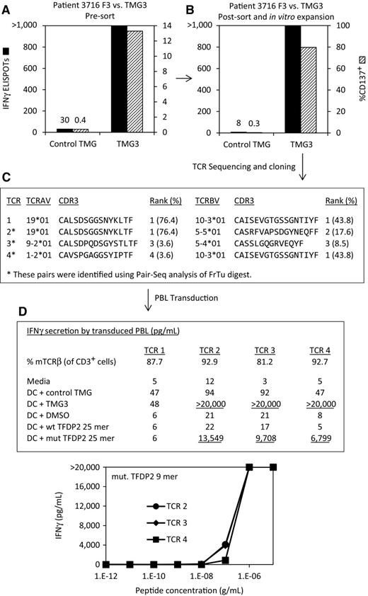 Figure 3. Isolation of multiple mutated TFDP2-reactive TCRs from a tumor biopsy fragment from patient 3716. A, TIL fragment F3 from patient 3716 was cocultured overnight with autologous DCs electroporated with IVT RNA encoding TMG3, and recognition was evaluated on the basis of IFNγ ELISPOT and CD137 expression. B, CD3+ CD8+ CD137+ cells were sorted by FACS and expanded in vitro, and the resulting T-cell population was again cocultured overnight with autologous DCs electroporated with IVT RNA encoding TMG3. Recognition was again evaluated on the basis of IFNγ ELISPOT and CD137 expression. C, TCR α and β chain sequences in genomic DNA from the enriched populations were determined by deep sequencing, and frequencies (%) of productively rearranged sequences were calculated. These were then compared to TCR α/β pair sequences identified in cDNA from FrTu digests using PairSeq analysis. The dominant TCR α/β chain pair identified by deep sequencing (TCR 1) was cloned into an MSGV1 retroviral vector as were the three TCR α/β chain pairs identified via PairSeq analysis (indicated by *). D, Retroviral vectors were used to transduce PBL, and transduction efficiencies were measured by staining cells with an anti-murine TCRβ constant region antibody. Recognition of TMG3 and a mutated TFDP2 25 amino acid peptide encoded by TMG3 were evaluated by the TCR-transduced T cells based on IFNγ secretion. In addition, we identified a minimal 9 amino acid HLA-B*1501–restricted epitope from TFDP2 encoded by TMG3. To evaluate the functional avidities of the reactive TCRs, recognition of titrated amounts of this minimal epitope pulsed onto HLA-matched DCs (∼1.5 hours prior to coculture) was evaluated on the basis of IFNγ secretion after overnight coculture.