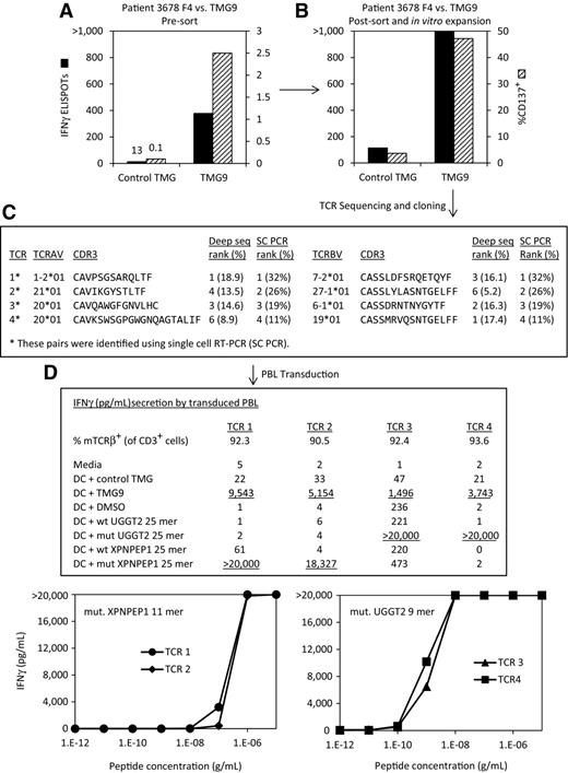 Figure 5. Isolation of multiple mutated XPNPEP1- and UGGT2-reactive TCRs from a tumor biopsy fragment from patient 3678. A, TIL fragment F4 from patient 3678 was cocultured overnight with autologous DCs electroporated with IVT RNA encoding TMG9, and recognition was evaluated on the basis of IFNγ ELISPOT and CD137 expression. B, CD3+ CD8+ CD137+ cells were sorted by FACS and expanded in vitro, and the resulting T-cell population was again cocultured overnight with autologous DCs electroporated with IVT RNA encoding TMG9. Recognition was again evaluated on the basis of IFNγ ELISPOT and CD137 expression. C, TCR sequences in genomic DNA from the enriched populations were determined by deep sequencing, and frequencies (%) of productively rearranged sequences were calculated. In addition, single CD8+ T cells from the enriched population were sorted, and RT-PCR was conducted to identify TCR α and β chain pairs. Four different TCR α/β chain pairs were cloned into MSGV1 retroviral vectors based on single-cell RT-PCR analysis (indicated by *). D, These retroviruses were used to transduce PBL, and transduction efficiencies were measured by staining cells with an anti-murine TCRβ constant region antibody. Recognition of TMG9 and two mutated 25 amino acid peptides encoded by TMG9, UGGT2 and XPNPEP1, were evaluated by the TCR-transduced T cells based on IFNγ secretion after overnight coculture with peptide pulsed autologous DCs. In addition, we identified an HLA-A*0301–restricted 11 mer from XPNPEP1 and an HLA-A*0201 restricted 9 mer from UGGT2, both of which were encoded by TMG9. To evaluate the functional avidities of the reactive TCRs, recognition of titrated amounts of these minimal epitopes pulsed onto HLA-matched DCs (∼1.5 hours prior to coculture) was evaluated on the basis of IFNγ secretion after overnight coculture.