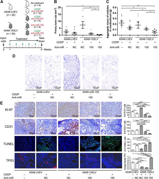 Figure 2. In vivo orthotopic lung cancer model for the role of miR-155 in chemoresistance. A, Injection and treatment schedule for CDDP (green arrows) and anti-miR-negative control (NC) or anti-miR-155 liposomal nanoparticles (red stars) for five different treatment groups: mice that were injected with A549-LVEV cells and untreated (group 1), injected with A549-LVEV cells and treated with anti-miR-NC and CDDP (group 2), injected with A549-155LV cells and treated with anti-miR-NC and CDDP (group 3), injected with A549-155LV cells and treated with anti-miR-155 alone (group 4), and injected with A549-155LV cells and treated with anti-miR-155 and CDDP (group 5). B and C, Graphs of the primary tumor size (B) and the aggregate mass of nodules in the mediastinum (C) for each of the five treatment groups. D, In situ hybridization for miR-155 for each of the five treatment groups. E, Immunohistochemical analyses for Ki-67 (proliferation) and CD31 (angiogenesis), as well as the TUNEL assay (apoptosis) and TP53 immunostaining for each of the five treatment groups. Quantifications are presented in the histograms at the right side of the pictures. CDDP, cisplatin; LVEV, lentivirus empty vector; LV, lentivirus; NC, negative control. Error bars, SEM. Scale bars in D and E, 100 μm. The number of mice in each group is indicated.