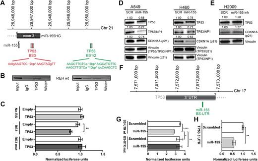 Figure 4. In vitro validation of a miR-155/TP53-negative feedback loop. A, Schematic representation of three predicted TP53 binding sites in the downstream region of miR-155. B, ChIP for TP53 binding to BS1/2 and BS3 in REH cells with normal TP53 expression (REH wt). C, Luciferase reporter assay and mutagenesis for the TP53 binding site BS3 downstream of miR-155 in A549 cells. D, Western blot analysis of A549 and H460 cell lines with baseline miR-155 levels or overexpressing miR-155. E, Western blot analysis of H2009 cells with relatively high basal miR-155 expression and after inhibiting miR-155. F, Schematic representation of a predicted miR-155 binding site in the 3′ UTR of TP53 (BS-UTR). G, Luciferase reporter assay and mutagenesis for BS-UTR in the TP53-null cell line H1299. H, Luciferase reporter assay for the 3′ UTR of TP53 in the TP53 wild-type cell line H460. BS, binding site; SCR, scrambled. Error bars, SD; each assay was performed at least three times.