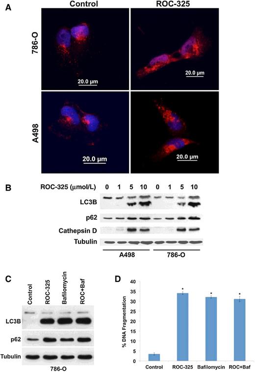 Figure 2. ROC-325 inhibits autophagy. A, ROC-325 induces LC3B accumulation. RCC cells were treated with 5 μmol/L ROC-325 for 24 hours. LC3B accumulation was visualized by immunocytochemistry. B, ROC-325 increases LC3B, p62, and cathepsin D expression. 786-O and A498 cells were treated with the indicated concentrations of ROC-325 for 24 hours. Protein levels were determined by immunoblotting. The lower band on all LC3 blots in the manuscript depicts the lipidated (LC3-II) form of LC3B, which is an established autophagosome marker. C and D, Bafilomycin A1 does not augment ROC-325–mediated LC3B or p62 accumulation or apoptosis. 786-O cells were treated with 5 μmol/L ROC-325, 100 nmol/L bafilomycin A1, or both agents for 48 hours. Protein expression was determined by immunoblotting and apoptosis by PI-FACS analysis. Mean ± SD, n = 3. *, statistically significant difference from control; P < 0.05. There is no significant difference among bafilomycin A1, ROC-325, and ROC-325 + bafilomycin A1 treatments.