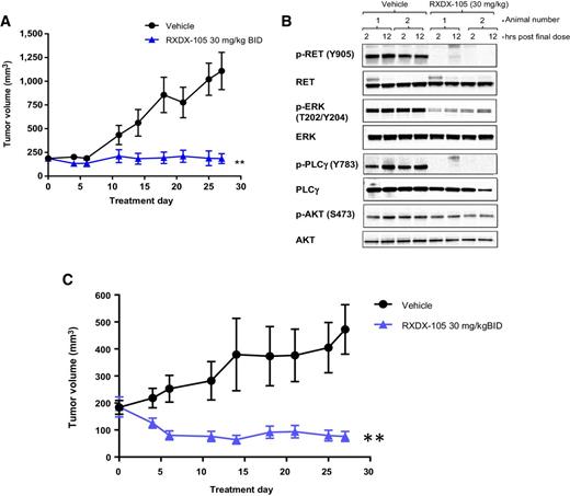 Figure 3. In vivo efficacy of RXDX-105 in a PDX model of NSCLC harboring KIF5B-RET fusion. A, Tumor growth inhibition of CTG-0838 by RXDX-105 orally administered BID at 30 mg/kg. Tumor sizes are presented as average ± SEM. (**, P < 0.01). B, At the end of the study (day 27), tumor samples randomly selected from two mice per group were collected two and 12 hours after the final treatment. Western blot was performed using antibodies against phospho- and total RET, ERK, PLCγ, and AKT. C, Tumor growth inhibition of CTG-1048 by RXDX-105. Tumor sizes are presented as average ± SEM (**, P < 0.01).
