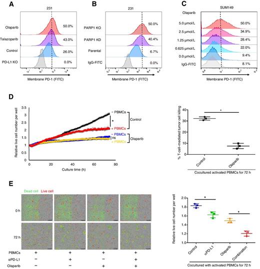 Figure 4. Olaparib increases PD-1 binding and attenuates T-cell–mediated cell death in triple-negative breast cancer cells. A, FACS analysis of cell surface PD-1 binding of MDA-MB-231 cells treated with 10 μmol/L olaparib or 10 nmol/L talazoparib for 24 hours. B, FACS analysis of PARP1 KD, PARP1 KO, and parental MDA-MB-231 cells. C, SUM149 cells were treated with the indicated concentrations of olaparib for 10 days. D, MDA-MB-231 cells expressing nuclear RFP protein were first treated with or without olaparib (10 μmol/L) for 3 hours and then cocultured with or without activated PBMCs. Left, quantitation showing the number of live cells per well, counting the number of red fluorescent objects, normalized to that at the zero time point. Right, the percent of T-cell–meditated tumor cell killing observed at 72 hours in activated PBMC coculture with control or olaparib-treated cells (normalized to coculture without PBMCs). E, Left, representative merged images showing red fluorescent (nuclear restricted RFP) and green fluorescent (caspase-3/7 substrate) objects in MDA-MB-231 cells cocultured with activated PBMCs at 0 and 72 hours. Images were taken using the IncuCyte Zoom microscope. Right, quantitation showing the number of live cells following treatment with olaparib (10 μmol/L), PD-L1 antibody (PD-L1 Ab; 10 μg/mL), or the combination cocultured with activated PBMCs for 72 hours. The number of live cells (red fluorescent objects) were counted and normalized to that at the zero time point. *, P < 0.05. ns, not significant.