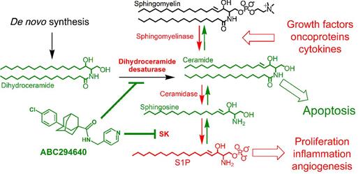 Figure 1. Sphingolipid metabolism. This abbreviated summary of sphingolipid interconversions indicates proliferative and proinflammatory steps and lipids in red, whereas proapoptotic steps and lipids are indicated in green. ABC294640 targets SK2 and dihydroceramide desaturase, thereby reducing S1P levels and increasing ceramide, particularly dihydroceramides.