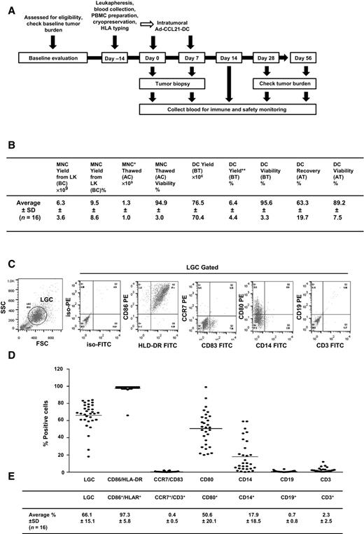 Figure 1. Protocol summary and generation of adenoviral CCL21 transduced DCs from lung cancer patients. A, Patients were assessed for eligibility by checking baseline tumor burden and underwent leukapheresis if eligible. PBMCs were isolated from the leuko pak and cryopreserved until use and an aliquot was used for HLA typing. Patients received intratumoral injection of vaccine twice with a 1-week interval in between. Needle biopsy was performed just prior to injection on the same day (protocol day 0 and day 7) to allow collection of samples from the tumor. Peripheral blood samples were drawn for safety monitoring (at screening and on days 0, 7, 14, and 28) and immune monitoring studies (days 0, 7, 28, and 56). B, DCs were generated following 6 days of culture with GM-CSF and IL4 from cryopreserved MNCs obtained by leukapheresis, as described in Materials and Methods. The summary of the yield of MNCs and DCs, recovery of DCs before adenoviral transduction (BT) and after adenoviral transduction (AT) with AdCCL21, and viability by Trypan blue staining is reported. C, After a 6-day culture of MNC in the presence of GM-CSF and IL4, cells were analyzed for surface markers such as CD86, HLD-DR, CCR7, CD83, CD80, CD14, CD19, and CD3 by flow cytometry, as described in Materials and Methods. The results were expressed as a representative phenotype in 1 of 16 patients. D and E, Summaries of the phenotypic results from 16 patients are shown. Note that there are two data points from 2 preparations of the DC culture per one patient. LK, leuko pak; BC, before cryopreservation; AC, after cryopreservation; BT, before transduction; AT, after transduction; *, cell number used for DC culture; **, (DC yield/MNCs thawed) × 100; LGC, large granular cells.