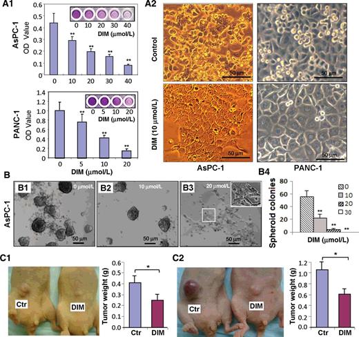 Figure 4. Induction of growth inhibition and differentiation by DIM in pancreatic cancer cells. A, Dose-dependent inhibition of cell proliferation by MTT assay in AsPC-1 and PANC-1 cells after DIM treatment (A1), and concomitant with significant cellular morphologic change (at 60 hours after DIM treatment; A2). B, Secondary-spheroid colony formation of spheroid forming cells isolated from typical spheres of AsPC-1 cells and treated with different doses of DIM (B1–3) for 2 weeks, and the statistical results are shown (B4). C, Inhibitory effect of DIM treatment on tumorigenesis of PANC-1 (C1) and PANC-28 (C2) cells in xenograft mouse model; *, P < 0.05; **, P < 0.01 versus control; scale bar, 50 μm (See also Supplementary Figs. S4–S6).