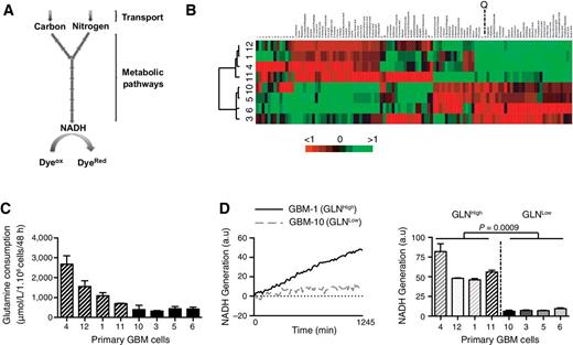 Figure 1. Metabolic phenotyping of primary GBM cultures. A, Schematic Biolog principle. B, Unsupervised hierarchical clustering of primary GBM cultures using the metabolic phenotyping results. C, Glutamine consumption of 14 primary GBM cells over 48 hours and expressed for 1 × 106 cells. The 2 groups identified in B are indicated as dashed bars and black bars. D, NADH generation from glutamine metabolism of primary GBM cultures. Left, NADH generation over time of GBM-1 (black line) and GBM-10 (gray line) cultures (mean of triplicate). Right, NADH generation at 1,245 minutes for 8 primary GBM cultures. GLNHigh cells are indicated as dashed bars and GLNLow cells as plain bars. (n = 3; t test analysis).