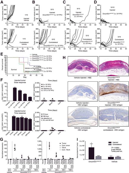 Figure 2. OncoVEXmGM-CSF-induced lysis and HSV-1 virus are only detected in OncoVEXmGM-CSF-injected tumors. A–D, Growth of OncoVEXmGM-CSF (dose response 3 × 104 to 3 × 106 PFU) and vehicle-treated A20 tumors on the injected and contralateral side. Each line represents the growth pattern of a single tumor (n = 10/group). Data are representative of at least three independent experiments. E, Kaplan–Meier analysis of median survival of mice treated with OncoVEXmGM-CSF vs. vehicle. Events were recorded when tumor volume exceeded 800 mm3. F, ddPCR quantification analysis of viral HSV-1 DNA. Bars or points represent the mean copy-number variation (CNV) and SD for each dose or time point (n = 4). Dose–response analysis was performed at 24 hours. Time response analysis was performed at 5 × 106 PFU. G, Relative expression of viral gene products (ICP27 and thymidine kinase) is shown for injected and contralateral tumors as well as inguinal TDLNs draining each. Time points as indicated. Viral gene product expression is representative of two independent experiments with n = 5/group (*, P < 0.001). H, Sections from vehicle- and OncoVEXmGM-CSF-injected and contralateral A20 tumors at 96 hours postinjection were stained by H&E or an antibody-specific for an HSV-1 antigen. IHC data are representative of three independent experiments, n = 5/group. I, In vivo detection of OncoVEXmGM-CSF HSV-1 thymidine kinase activity by PET/CT imaging was performed using the radiolabeled penciclovir analog [18F]FHBG. [18F]FHBG accumulation in OncoVEXmGM-CSF-injected tumors compared to contralateral or vehicle-injected tumors.