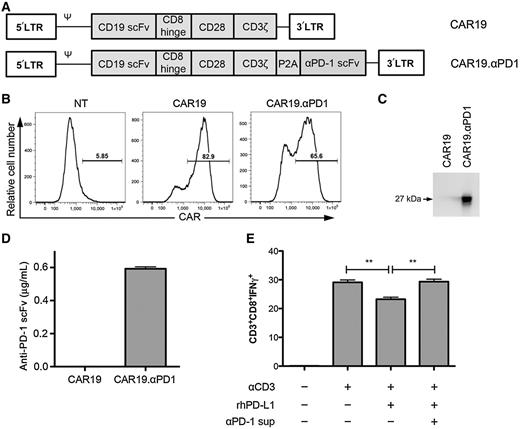 Figure 1. Construction and characterization of CAR19 and CAR19.αPD1. A, Schematic representation of parental anti-CD19 CAR (CAR19) and anti–PD-1–secreting anti-CD19 CAR (CAR19.αPD1) constructs. B, Expression of both CARs in human T cells. The two groups of CAR T cells were stained with biotinylated protein L followed by FITC-conjugated streptavidin to detect CAR expression on the cell surface. A viable CD3+ lymphocyte gating strategy was used. NT indicates nontransduced T cells, which were used as a control. C and D, Expression of secreted anti–PD-1 antibody in the supernatant from either CAR19 or CAR19.αPD1 T-cell culture was analyzed by Western blot (C) and ELISA (D). E, The percentage of CD8+ T cells expressing IFNγ over total CD8+ T cells with the indicated treatment (n = 4, mean ± SEM; **, P < 0.01).