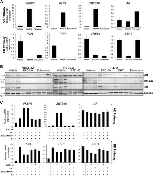 Figure 3. Expression of AR and ER pathway genes and ESR1 in RAD140-treated AR/ER+ breast cancer cells and xenografts. A, Tumor samples from the HBCx-22 collected 6 hours after last treatment were subjected to qPCR analysis for the expression of AR, ER, and the indicated downstream target genes. B, Samples from HBCx-22, HBCx-3, and T-47D xenograft models were collected 6 hours after last treatment and subjected to Western blot analysis for the expression of AR, ER, and PR. C, Steroid-deprived ZR-75-1 cells were pretreated with 1 nmol/L of E2 for 2 hours and then treated with RAD140 (100 nmol/L) or DHT (10 nmol/L) in the presence or absence of enzalutamide (10 μmol/L) for 24 hours. RNA of the treated cells was isolated and subjected to qPCR analysis for the expression of AR, ESR1, and the indicated downstream targets.