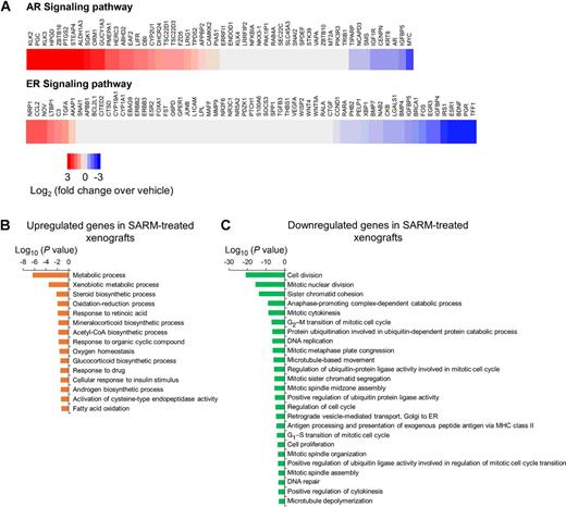 Figure 4. Global pathway modulation by RAD140 in the HBCx-22 PDX model. A, Heatmaps of mRNA expression fold change of the known AR and ER pathway genes in RAD140- versus vehicle-treated tumors (n = 3/group), with downregulation represented by shades of blue and upregulation by shades of red. Gene Ontology analyses of the significantly upregulated (B) or downregulated (C) genes in RAD140-treated tumors.