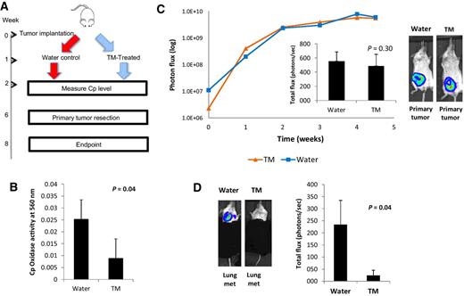 Figure 4. Tetrathiomolybdate (TM) suppresses lung metastases in vivo. A, Schema of experimental timeline. B, Cp levels in water control and tetrathiomolybdate (TM)-treated (0.7 mg/day) mice 1-week post-tetrathiomolybdate administration, showing 64% copper depletion (CD) below baseline in the tetrathiomolybdate-treated group. C, Quantification of primary tumors at 6 weeks post-tumor implantation and 5 weeks post-tetrathiomolybdate administration. Top right, BLI of primary tumors derived from orthotopic injections into the mammary fat pad of 1 × 106 MDA- LM2-luciferase cells (n = 10 water control, n = 5 tetrathiomolybdate; TM). D, Quantification of lung metastases at 7 weeks post-tumor implantation, 6 weeks post-tetrathiomolybdate administration and 7 days postresection.