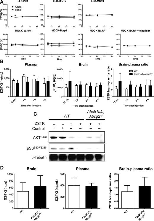 Figure 4. In vitro transport, in vivo pharmacokinetics, and target inhibition of ZSTK474. A, Concentration equilibrium transport assays for ZSTK474 using Mdr1a/MDR1 and Bcrp1/BCRP–overexpressing cell lines and their parental counterparts (LLC-PK1 and MDCK-parent, respectively). Elacridar (5 μmol/L) was used to specifically inhibit P-gp/BCRP–mediated transport, respectively. Data are means ± SD; n = 6; **, P < 0.01. B, ZSTK474 plasma concentration, brain concentration, and brain–plasma ratios in WT and Abcb1a/b;Abcg2−/− mice at various time points after 200 mg/kg oral administration. Data are means ± SD; n = 5. C, Western blotting of PI3K–mTOR signaling in brains of healthy WT and Abcb1a/b;Abcg2−/− mice that received 200 mg/kg ZSTK474 (ZSTK) orally, or no treatment. Data are shown for two independent animals per group. D, ZSTK474 plasma concentration, brain concentration, and brain–plasma ratios in WT and Abcb1a/b;Abcg2−/− mice 1 hour following 10 mg/kg i.v. administration. Data are means ± SD; n = 7–9.