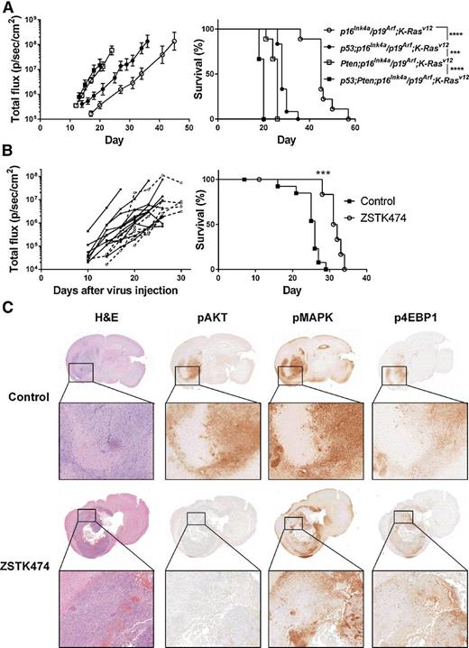 Figure 6. Efficacy and target inhibition by ZSTK474 in a spontaneous glioblastoma (GBM) mouse model. A, Tumor growth and survival of mice spontaneously developing glioblastoma with different genotypes: p16Ink4a/p19Arf;K-Rasv12;LucR, Pten;p16Ink4a/p19Arf;K-Rasv12;LucR, p53;p16Ink4a/p19Arf;K-Rasv12;LucR and p53;Pten;p16Ink4a/p19Arf;K-Rasv12;LucR. Data are means ± SD; n = 9–12. B, Pten;p16Ink4a/p19Arf;K-Rasv12 conditional mice with spontaneous glioblastoma induced by intracranial injection of lenti-Cre virus received 200 mg/kg every day ZSTK474 or vehicle control starting from day 3 after lentivirus injection. Data are means ± SD; n = 6 and 13 for ZSTK and Control groups, respectively; ***, P < 0.001. C, Representative (immuno-) histochemical analyses of coronal brain sections from Control and ZSTK474-treated mice from B.