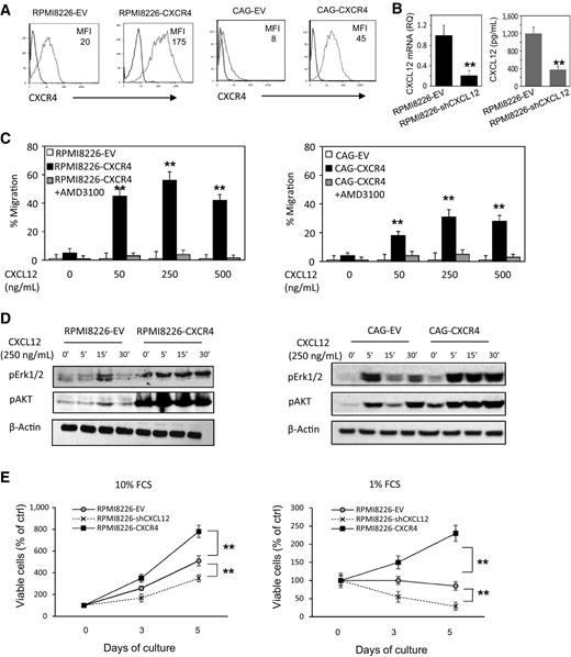 Figure 2. Modulation of CXCR4 and CXCL12 expression in MM cells promotes functional responses. A, Generation of MM cells with overexpressed functional CXCR4. RPMI8226 and CAG cells were stably transduced with lentiviral vector encoding for GFP (empty vector) or vector encoding for CXCR4 and GFP in order to generate the RPMI8226-EV, CAG-EV, RPMI8226-CXCR4, and CAG-CXCR4 cell lines. CXCR4 surface expression in generated lines, assessed by flow cytometry. B, Generation of RPMI8226 cells with reduced levels of endogenously expressed CXCL12 using lentiviral transduction with shRNA-encoding vectors. CXCL12 mRNA and secreted levels in the generated RPMI8226-shCXCL12 cell line comparing with the line transduced with an empty vector, assessed by qRT-PCR and ELISA. C, Transwell migration of cells with native or increased CXCR4 in response to CXCL12 (50–500 ng/mL) during 4 hours. To inhibit CXCR4, CXCR4-overexpressing cells were preincubated with AMD3100 (20 μmol/L) for 30 minutes prior to migration. D, RPMI8226-EV, RPMI8226-CXCR4, CAG-EV, and CAG-CXCR4 cells were incubated during 16 hours in serum-reduced (0.1% FCS) medium, and then stimulated with CXCL12 (250 ng/mL) for 5, 15, and 30 minutes. Cell lysates were analyzed by Western blot for the levels of phosphorylated Erk1/2 and AKT proteins. β-Actin was used as an internal control. Representative data from at least two independent experiments are shown. E, Growth and survival of RPMI8226-EV, RPMI8226-CXCR4, and RPMI8226-shCXCL12 cells in full (10% FCS) or serum reduced (1% FCS) medium was measured by XTT at the indicated time points. Data are presented as mean of triplicates ±STDEV (**, P < 0.01).