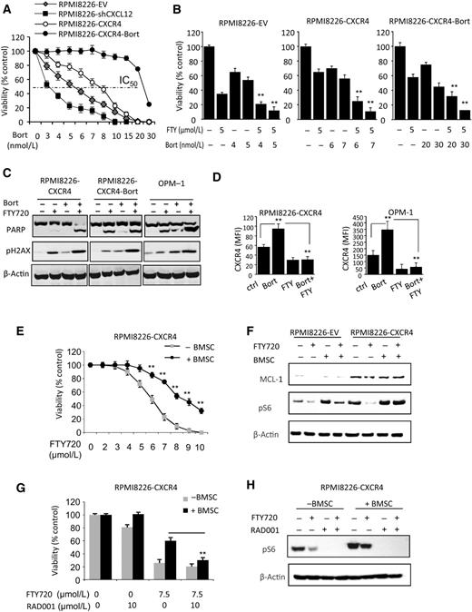 Figure 5. FTY720 cooperates with bortezomib and targets both bortezomib-sensitive and -resistant MM cells. CXCR4 mediates stroma-provided protection of MM cells from FTY720-induced apoptosis through the mTOR–pS6 axis. A, RPMI8226-EV, RPMI8226-shCXCL12, RPMI8226-CXCR4, and RPMI8226-CXCR4-bortezomib-resistant cells were treated with indicated concentrations of bortezomib during 48 hours. Viability was evaluated using the XTT method. B, RPMI8226-EV, RPMI8226-CXCR4, and RPMI8226-CXCR4-bortezomib–resistant cells were incubated during 48 hours with indicated concentrations of FTY720, bortezomib, or a combination of both agents. Viability was evaluated using the XTT method. Results represent the average of triplicates ±STDEV (**, P < 0.01). C, Western blot analysis of the apoptotic marker PARP and the DNA-damage marker pH2AX in RPMI826-CXCR4, RPMI8226-CXCR4-bortezomib–resistant and OPM-1 cells before and after treatment with FTY720 (5 μmol/L), bortezomib (5 nmol/L), or their combination for 24 hours. β-Actin was used as the internal control. Representative data from at least two independent experiments is shown. D, Effect of treatment with FTY720 (5 μmol/L), bortezomib (5 nmol/L), or the combination of both agents during 24 hours on CXCR4 surface expression in RPMI8226-CXCR4 and OPM-1 cells, measured by FACS. The CXCR4 expression level is presented as mean fluorescent intensity (MFI); data are presented as mean of triplicates ±STDEV (**, P < 0.01). E, RPMI8226-CXCR4 cells were treated with various doses of FTY720 during 48 hours in the absence or presence of BMSCs. Proliferation was measured by FACS. Data are presented as mean of triplicates ±STDEV (**, P < 0.01). F, RPMI8226-EV and RPMI8226-CXCR4 cells were treated with FTY720 (10 μmol/L) during 24 hours in the absence or presence of BMSCs. Cell lysates were analyzed by Western blot for the levels of MCL-1 and pS6 proteins; β-actin was used as an internal control. G, Effect of treatment with FTY720 (7.5 μmol/L), RAD001 (10 μmol/L), or their combination on the viability of RPMI8226-CXCR4 cells incubated in the absence or presence of BMSCs, measured by FACS. H, RPMI8226-CXCR4 cells were incubated during 24 hours with FTY720 (10 μmol/L), RAD001 (10 μmol/L), or their combination in the absence or presence of BMSCs. Cell lysates were analyzed by Western blot for the levels of pS6 protein and β-actin was used as an internal control.