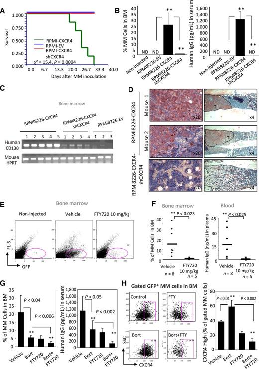 Figure 6. Development of the CXCR4-driven xenograft MM in vivo model with BM involvement. Effect of FTY720 treatment, alone, or in combination with bortezomib, effectively targeting MM tumor burden in vivo in the BM niche. A, RPMI8226-EV, RPMI8226-CXCR4, and RPMI8226-CXCR4shCXCR4 cells (5 × 106) were intravenously (i.v.) injected into NSG mice. On days 21 to 25 following the i.v injection, the presence of human MM cells in the murine BM and spleen was assessed by FACS using GFP flag detection and specific anti-human CD138 antibody. Kaplan–Meier survival curve of animals intravenously inoculated with human MM cells with low or high CXCR4, followed during 35 days, 6 mice per group. Calculation was performed using NCSS. B, Percent of human MM infiltrated cells in murine BM and plasma levels of human IgG in MM-inoculated and non-inoculated mice, 23 days following cell injection. Data are presented as mean ± SE from 6 mice. C, The presence of human CD138 mRNA was detected in BM of inoculated animals by specific RT-PCR. D, RPMI8226-CXCR4 tumor mass in BM tissue slides was detected by specific anti-human CXCR4 immunohistochemical staining. E–F, NSG mice were inoculated with RPMI8226-CXCR4 cells, and 3 days later, daily intraperitoneal injections of either FTY720 (10 mg/kg) or vehicle, for a total 15 injections, were initiated. On day 24 following MM cell inoculation, mice were sacrificed and tumor burden was evaluated. E, Representative plots showing the detection of human GFP+ RPMI8226-CXCR4 cells in the BM of mice treated with vehicle or FTY720 injections. F, Response of tumor burden to FTY720 treatment, percentage of RPMI8226-CXCR4 MM cells in the BM and human IgG serum levels (five mice per group). Data are presented as mean ±SE; **, P < 0.01. G–H, The combination treatment with FTY720 and bortezomib. NSG mice inoculated with RPMI8226-CXCR4 cells were treated with subcutaneous bortezomib injections (0.25 mg/kg) twice a week, total of six injections, intraperitoneal FTY720 injections (5 mg/kg) three times a week, total of nine injections, or the combination of both agents. Animals were sacrificed 24 days after tumor inoculation. G, Response of tumor burden, percentage of RPMI8226-CXCR4 MM cells in the BM and plasma levels of human IgG, five mice per group. Data are presented as mean ±SE; **, P < 0.01. H, CXCR4 cell-surface expression on human GFP+ MM cells detected in the BM of MM-bearing control animals, or following the treatment with FTY720, bortezomib or their combination (five mice per group), evaluated by FACS and presented as mean fluorescent intensity (MFI). Data are presented as mean ± SE; **, P < 0.01.
