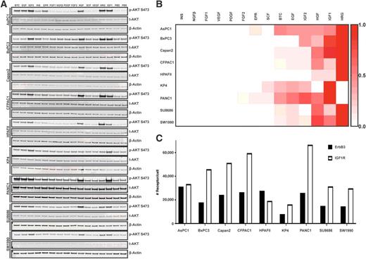 Figure 1. IGF-1 and HRG induce AKT phosphorylation in pancreatic cancer cells. A, Nine pancreatic cancer cell lines were serum-starved for 24 hours and then treated for 15 minutes with 100 ng/mL of each growth factor. Cell lysates were collected, and pAKT S473 was determined by Western blot analysis (A) or ELISA (B). For ELISA, ng/mL pAKT was control-subtracted and maximum-normalized within each cell line. Heatmap data represent mean normalized values of duplicates from two separate experiments. C, Surface IGF-1R and ErbB3 receptor levels were quantified in nine human pancreatic cell lines using quantitative flow cytometry. Data represent number of receptors/cell from two separate experiments.