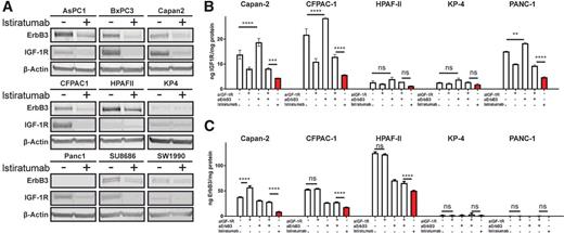 Figure 4. Istiratumab induces receptor degradation stronger than anti-IGF-1R and anti-ErbB3 monospecific antibodies. A, Western blot analysis of ErbB3 and IGF-1R from cell lysates of nine pancreatic cancer cell lines after treatment in the absence or presence of istiratumab. B and C, Serum-starved pancreatic cancer cells were treated for 24 hours with vehicle, 500 nmol/L istiratumab, 500 nmol/L anti-IGF-1R antibody, or 500 nmol/L anti-ErbB3 antibody. Following treatment, cell lysates were harvested and total IGF-1R and ErbB3 levels were measured by ELISA. Bar graphs represent the mean + SD of ELISA duplicates and are representative of a minimum of two separate experiments. ns, not significant; **, P < 0.005; ***, P < 0.001; ****, P < 0.0001.
